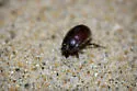 Globose Dune Beetle - Coelus globosus