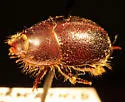 Globose Dune Beetle - photo 3