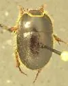 Globose Dune Beetle - photo 4