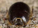 Globose Dune Beetle - photo 5