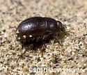 San Joaquin Dune Beetle