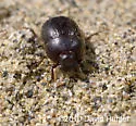 San Joaquin Dune Beetle - photo 2