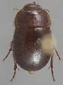 San Joaquin Dune Beetle - photo 3
