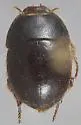 Coelus pacificus
