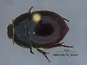 Coelus pacificus - photo 3