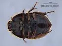 Coelus pacificus - photo 4