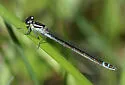 Prairie Bluet
