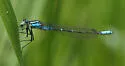 Prairie Bluet - photo 2