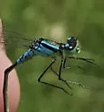 Prairie Bluet - photo 4