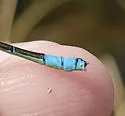 Prairie Bluet - photo 5