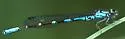 Subarctic Bluet