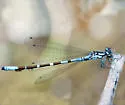Subarctic Bluet - photo 4
