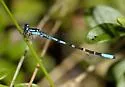 Subarctic Bluet - photo 5