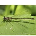 Taiga Bluet