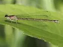 Taiga Bluet - photo 2
