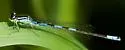 Taiga Bluet - photo 3