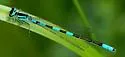 Taiga Bluet - photo 4