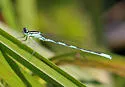 Taiga Bluet - photo 5