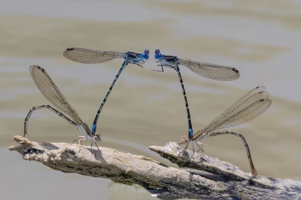 Narrow-winged Damselflies - photo 3