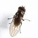 Coenia curvicauda - photo 3