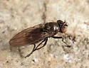 Coenia curvicauda - photo 4