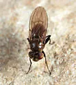 Coenia curvicauda - photo 5