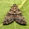 Coenipeta bibitrix - Hodges#8665 - photo 2