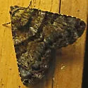 Coenipeta bibitrix - Hodges#8665 - photo 3