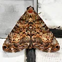 Coenipeta bibitrix - Hodges#8665 - photo 4