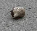 Caribbean hermit crab
