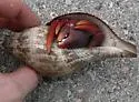 Caribbean hermit crab - photo 2
