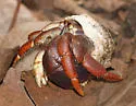 Caribbean hermit crab - photo 3