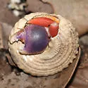 Caribbean hermit crab - photo 4