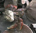 Caribbean hermit crab - photo 5