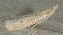 Coenochroa bipunctella - Hodges#6041 - photo 2