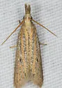 Coenochroa bipunctella - Hodges#6041 - photo 3