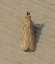 Coenochroa bipunctella - Hodges#6041 - photo 4