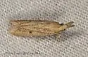 Coenochroa bipunctella - Hodges#6041 - photo 5