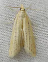 Coenochroa californiella - Hodges#6039