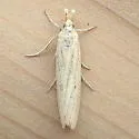 Coenochroa californiella - Hodges#6039 - photo 2