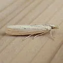 Coenochroa californiella - Hodges#6039 - photo 3