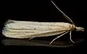 Coenochroa californiella - Hodges#6039 - photo 4
