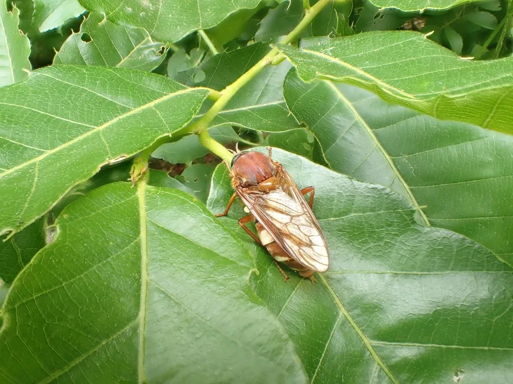 Coenomyia basalis - photo 2