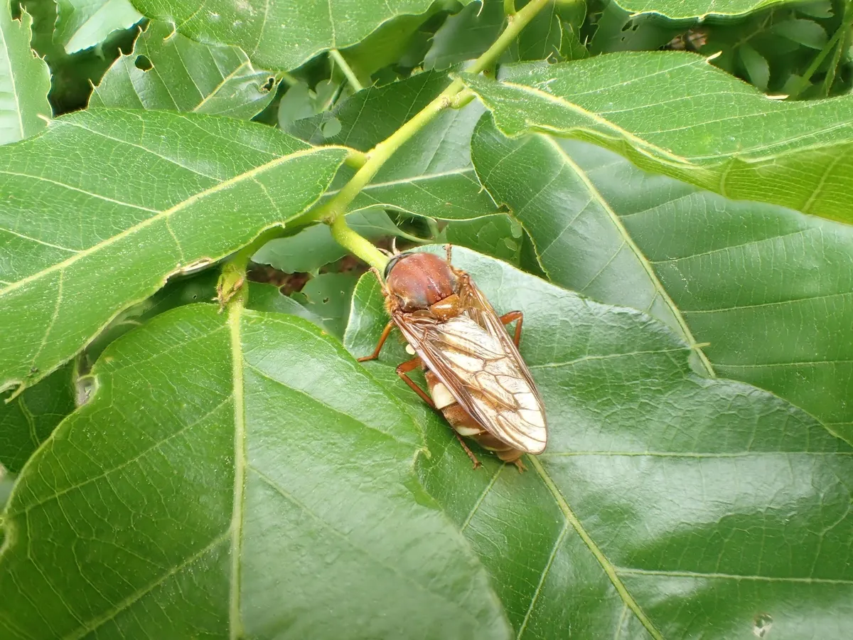 Coenomyia basalis - photo 3