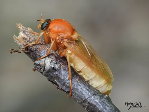 Coenomyia ferruginea