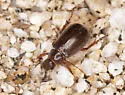 Coenonycha acuta - Coenonycha acuta