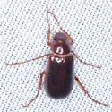 Coenonycha hageni