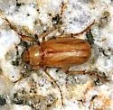 Coenonycha lurida