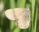Hayden's Ringlet - Hodges#4581