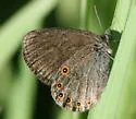 Hayden's Ringlet - Hodges#4581 - photo 2